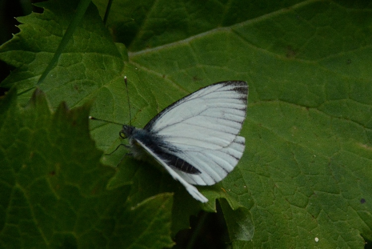 Pieris bryoniae ?  S !